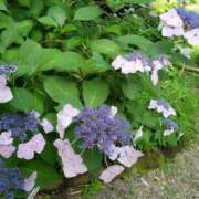 ヒメ日記 2025/06/07 07:00 投稿 新人・静香(しずか) グランドオペラ福岡