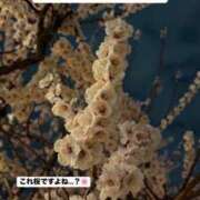 ヒメ日記 2025/03/14 21:04 投稿 未央奈/みおな 贅沢なひと時