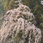 ヒメ日記 2025/03/27 13:01 投稿 森田 パンドラ（吉原）