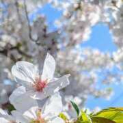 ヒメ日記 2025/04/05 11:28 投稿 るい姫 螢