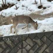 ヒメ日記 2026/02/15 10:08 投稿 まし 花火-hanabi-(すすきの)