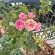 ヒメ日記 2026/05/09 07:14 投稿 まし 花火-hanabi-(すすきの)