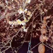 ヒメ日記 2025/03/29 15:14 投稿 若菜-わかな 熟女10000円デリヘル 川崎