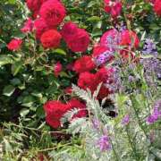 ヒメ日記 2025/05/15 08:52 投稿 若菜-わかな 熟女10000円デリヘル 川崎