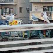 ヒメ日記 2026/02/02 17:00 投稿 若菜-わかな 熟女10000円デリヘル 川崎