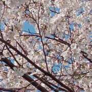 ヒメ日記 2025/04/10 04:21 投稿 若菜-わかな 熟女10000円デリヘル横浜