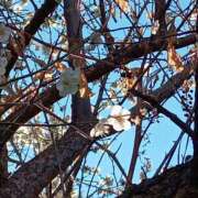 ヒメ日記 2026/01/29 20:13 投稿 若菜-わかな 熟女10000円デリヘル横浜