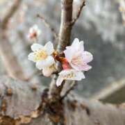 ヒメ日記 2026/02/27 10:30 投稿 春菜 るい エテルナ京都