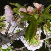 ヒメ日記 2026/04/11 12:44 投稿 春菜 るい エテルナ京都