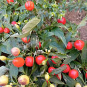 つぼみ つぼみです いちべえ