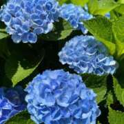 ヒメ日記 2025/06/29 20:19 投稿 かほ ダック京都