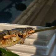 ヒメ日記 2025/07/17 18:29 投稿 かほ ダック京都