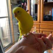 ヒメ日記 2025/08/17 19:59 投稿 かほ ダック京都