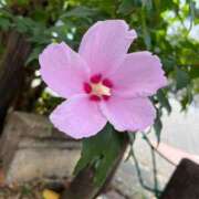 ヒメ日記 2025/08/28 15:39 投稿 かほ ダック京都