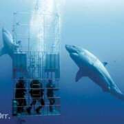 ヒメ日記 2025/10/08 16:42 投稿 かほ ダック京都