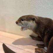 ヒメ日記 2025/11/03 17:03 投稿 かほ ダック京都