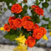 ヒメ日記 2026/02/19 17:10 投稿 かほ ダック京都