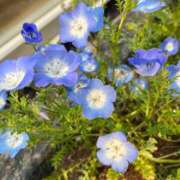 ヒメ日記 2026/03/30 21:42 投稿 かほ ダック京都