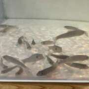 かほ 🐟☘️ ダック京都