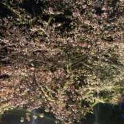 ヒメ日記 2026/04/08 22:13 投稿 雅女王様 Ishtar(イシュタル)