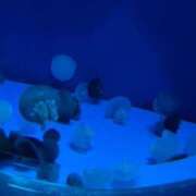 ヒメ日記 2025/10/22 18:45 投稿 うたは サンキュー越谷店