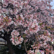 ヒメ日記 2025/06/11 17:00 投稿 みなみ ANGEL KISS 池袋