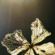 ヒメ日記 2025/07/02 00:50 投稿 白咲らんか ウルトラグレイス24