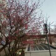 ヒメ日記 2026/01/26 19:44 投稿 柚子 東京人妻フォーシーズンズ