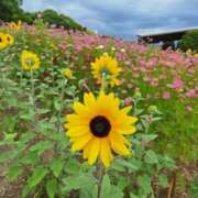 ヒメ日記 2024/06/04 10:18 投稿 堀江里穂 五十路マダム 浜松店(カサブランカグループ)