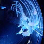 ヒメ日記 2025/03/06 23:02 投稿 堀江里穂 五十路マダム 浜松店(カサブランカグループ)