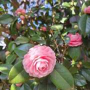 ヒメ日記 2025/03/17 11:22 投稿 堀江里穂 五十路マダム 浜松店(カサブランカグループ)