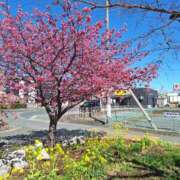 ヒメ日記 2025/03/21 07:32 投稿 堀江里穂 五十路マダム 浜松店(カサブランカグループ)