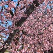 ヒメ日記 2025/03/24 06:30 投稿 堀江里穂 五十路マダム 浜松店(カサブランカグループ)