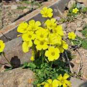 ヒメ日記 2025/03/24 13:42 投稿 堀江里穂 五十路マダム 浜松店(カサブランカグループ)