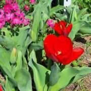 ヒメ日記 2025/03/27 06:50 投稿 堀江里穂 五十路マダム 浜松店(カサブランカグループ)