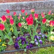 ヒメ日記 2025/03/29 17:08 投稿 堀江里穂 五十路マダム 浜松店(カサブランカグループ)