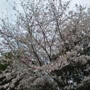 ヒメ日記 2025/04/07 06:40 投稿 堀江里穂 五十路マダム 浜松店(カサブランカグループ)