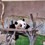 ヒメ日記 2025/04/10 07:12 投稿 堀江里穂 五十路マダム 浜松店(カサブランカグループ)