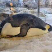 ヒメ日記 2025/04/13 10:14 投稿 堀江里穂 五十路マダム 浜松店(カサブランカグループ)