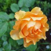 ヒメ日記 2025/04/17 11:02 投稿 堀江里穂 五十路マダム 浜松店(カサブランカグループ)