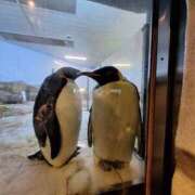 ヒメ日記 2025/04/17 13:06 投稿 堀江里穂 五十路マダム 浜松店(カサブランカグループ)