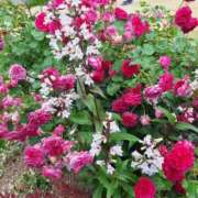 ヒメ日記 2025/04/19 13:14 投稿 堀江里穂 五十路マダム 浜松店(カサブランカグループ)