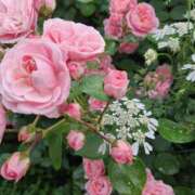 ヒメ日記 2025/05/07 13:26 投稿 堀江里穂 五十路マダム 浜松店(カサブランカグループ)