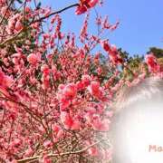 ヒメ日記 2025/03/10 23:40 投稿 糸月 まお 西条・新居浜　オトナ女子から騒ぎ