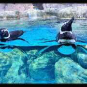 ヒメ日記 2025/07/13 10:49 投稿 なお モアグループ熊谷人妻花壇