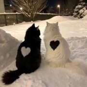 ヒメ日記 2026/01/06 23:53 投稿 ゆき 奴隷コレクション