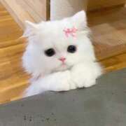 ヒメ日記 2026/03/07 18:02 投稿 ゆき 奴隷コレクション