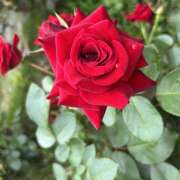 ヒメ日記 2025/06/12 18:05 投稿 神崎 手コキ専門店「寸止め抜き地獄」