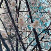 ヒメ日記 2026/03/11 14:02 投稿 あい 乳首愛撫専門店「五反田シルキータッチ」