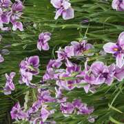 ヒメ日記 2025/06/28 10:18 投稿 まなみ 豊満熟女